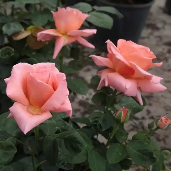 Trandafir cu parfum discret - Trandafiri - Törökbálint - 